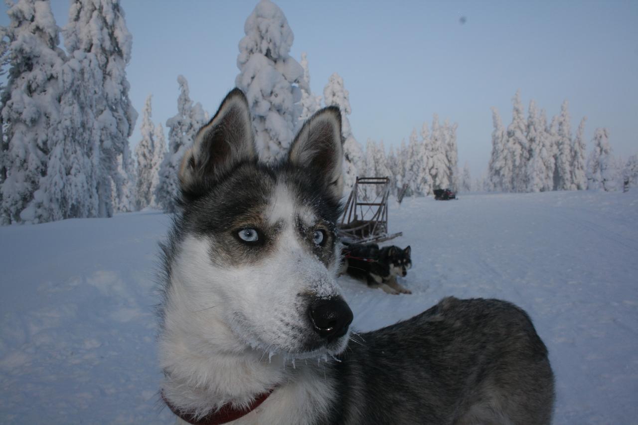 Sielikko Aurora Log Apartments Saariselkä Exterior foto